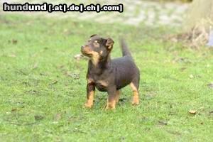 Lancashire-Heeler A Liver/Tan puppy age 12 weeks