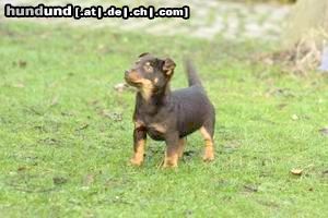 Lancashire-Heeler Hunde Foto 8679 Lancashire-Heeler A Liver/Tan puppy age 12 weeks