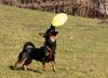 Lancashire-Heeler Hund