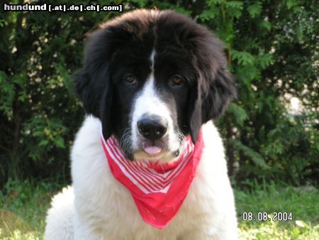 Landseer Hunde Foto 20544 Landseer Ätsch