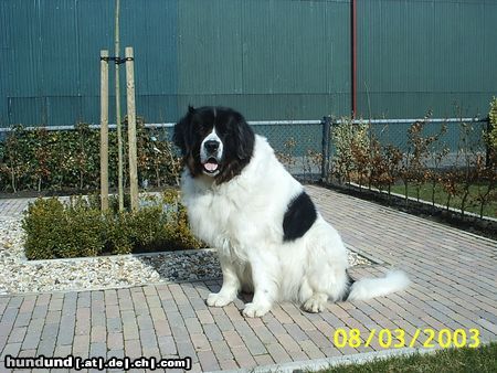 Landseer Hunde Foto 7621 Landseer Who's the boss...?