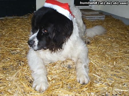 Landseer Hunde Foto 7641 Landseer Merry X-mas