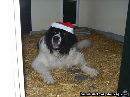 Landseer Hunde Foto 7640 Landseer Merry X-mas