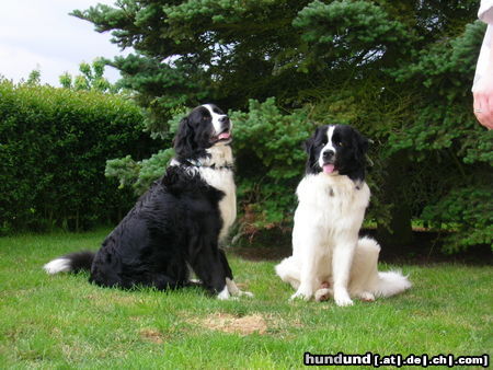Landseer Hunde Foto 24893 in höherer Auflösung ansehen Landseer 1 1/2 Landseer