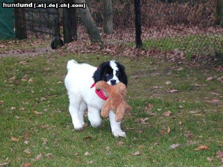 Landseer Hunde Foto 23584 Landseer Landseer von der Schwanenburg