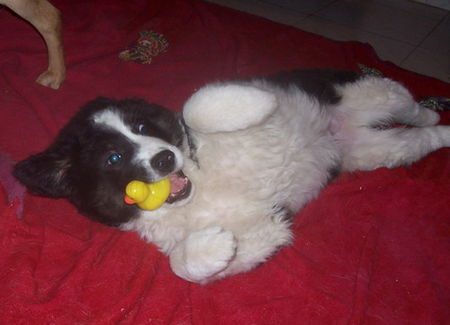 Landseer Hunde Foto 41313 in höherer Auflösung ansehen Landseer Balou