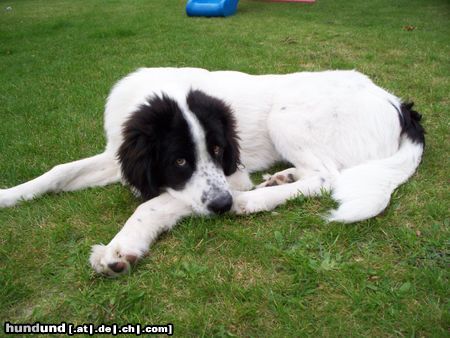 Landseer Hunde Foto 46502 in höherer Auflösung ansehen Landseer Landseer Balu 7 Monate alt