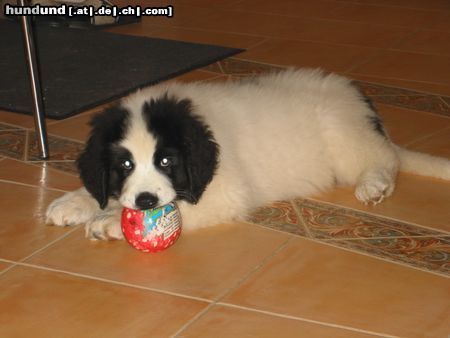 Landseer Hunde Foto 17073 Landseer Ondra vom Torfsee 11 Wochen