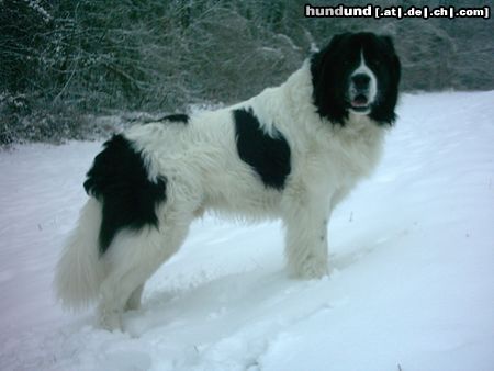 Landseer Hunde Foto 18940 Landseer fast dreijähriger Rüde