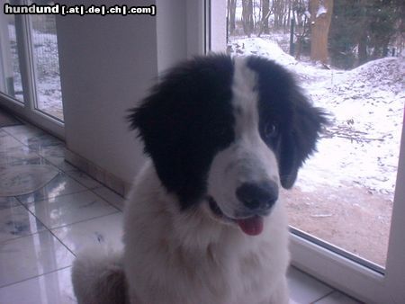 Landseer Hunde Foto 18079 Landseer Afra 5 Monate alt