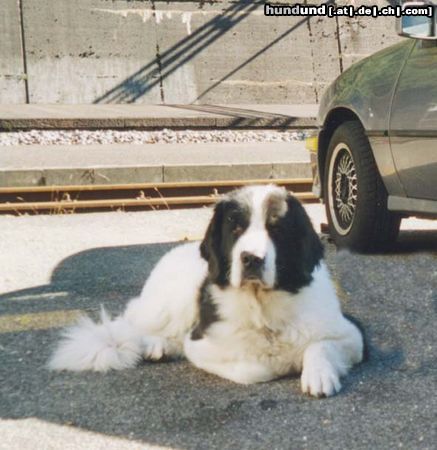 Landseer Hunde Foto 17584 in höherer Auflösung ansehen Landseer Amira mit 12 Jahren