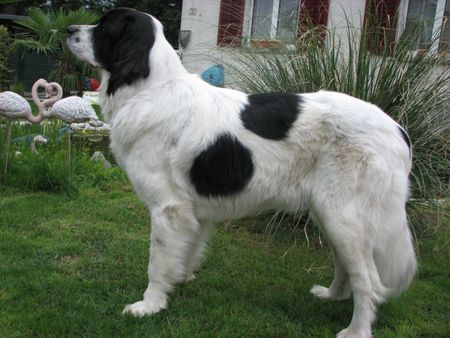 Landseer Anjuma Mai 2008