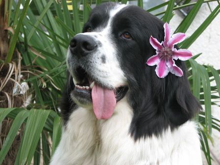 Landseer Unsere hübsche Anjuma mit Clemantis