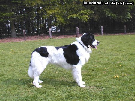 Landseer Hunde Foto 23585 in höherer Auflösung ansehen Landseer Argon v.d. Schwanenburg (Dt.Champ.VDH)