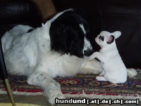 Landseer Hunde Foto 7469 Landseer Butch & Bijou