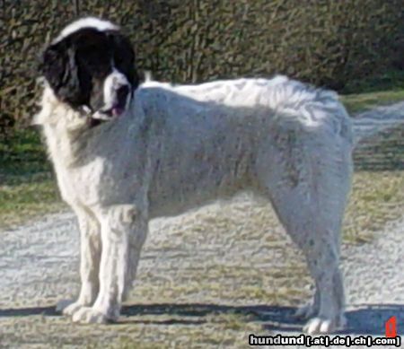 Landseer Hunde Foto 20953 in höherer Auflösung ansehen Landseer Baila von Admin