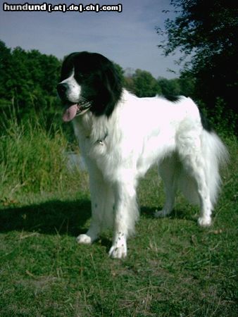 Landseer Hunde Foto 6482 Landseer Landseer Rüde Napoleon von Fierst