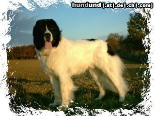Landseer Hunde Foto 9189 Landseer Hallo, ich bin der Napoleon von Fierst, höre aber nur auf Balou. Im März 04 werde ich 2 Jahre alt