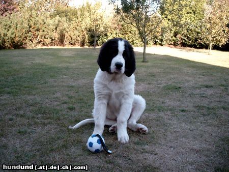 Landseer Hunde Foto 17817 in höherer Auflösung ansehen Landseer Ein kleiner dicker Knuffelbär