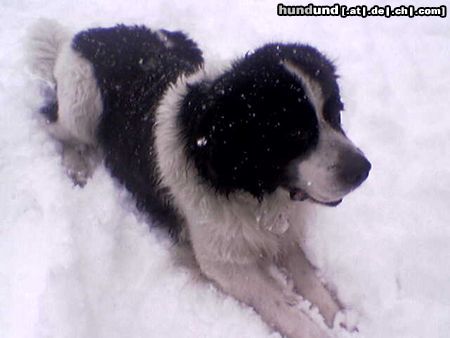 Landseer Hunde Foto 19607 in höherer Auflösung ansehen Landseer Endlich hat's geschneit