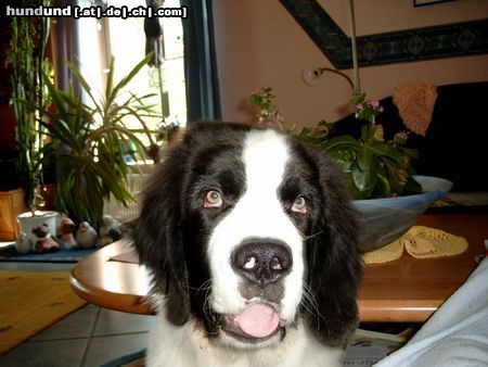 Landseer Hunde Foto 17839 in höherer Auflösung ansehen Landseer Anton vom Helenenhof