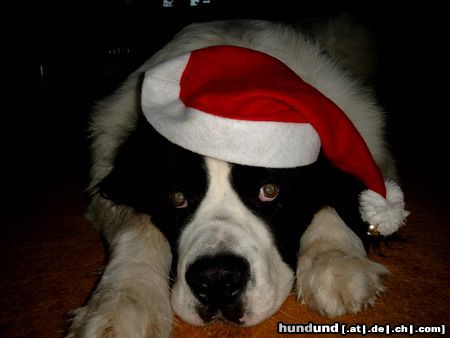 Landseer Hunde Foto 17818 in höherer Auflösung ansehen Landseer Ein kleiner dicker Knuffelbär