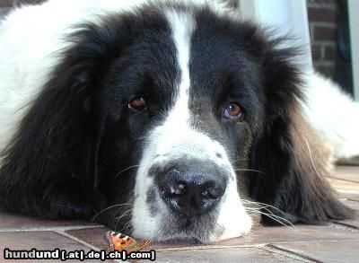 Landseer Hunde Foto 23582 in höherer Auflösung ansehen Landseer Landseer von der Schwanenburg