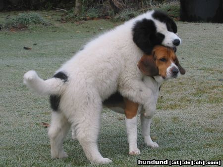 Landseer Hunde Foto 17072 Landseer
