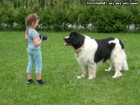 Landseer Hunde Foto 14327 Landseer Kimiko und sein kleines Frauerl