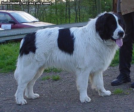 Landseer Hunde Foto 20951 in höherer Auflösung ansehen Landseer Caius von Admin