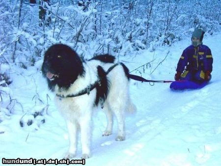 Landseer Hunde Foto 6792 Landseer Carlos zieht gerne den Schlitten