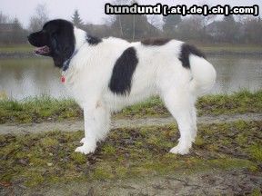 Landseer Hunde Foto 4097 Landseer Carlos vom Hohenzollernland