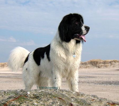 Landseer Dusty vom Sylter Strand im Urlaub