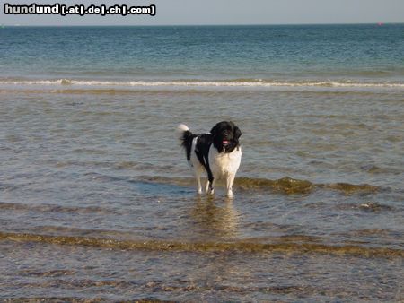 Landseer Hunde Foto 11603 Landseer Am Strand