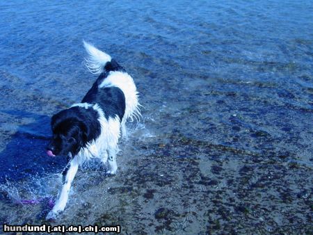 Landseer Hunde Foto 11604 Landseer Am Strand 2