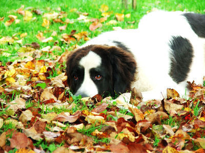 Landseer der Herbst