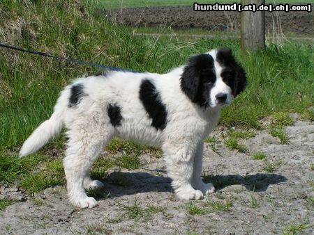 Landseer Hunde Foto 20952 in höherer Auflösung ansehen Landseer Demetrius von Admin