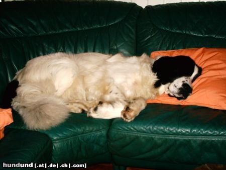 Landseer Hunde Foto 20355 Landseer Dinah ist müde