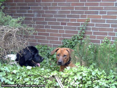 Landseer Hunde Foto 6245 Landseer Echt nett,dein Gebüsch !