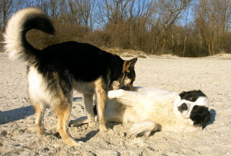 Landseer Hunde Foto 38455 Landseer Rettungshundeprüfung