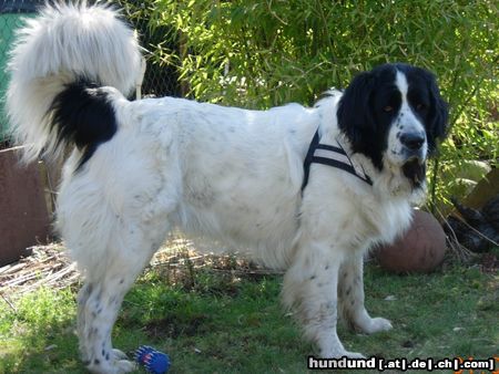 Landseer Hunde Foto 20356 Landseer Amy von der Wilhelmsruh