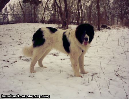 Landseer Hunde Foto 2745 Landseer