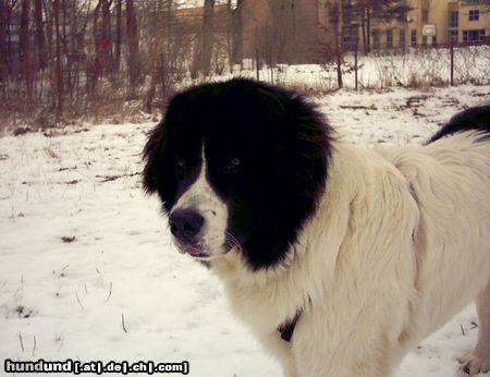 Landseer Hunde Foto 2802 Landseer Balou