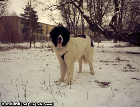 Landseer Hunde Foto 2801 Landseer Balou mit 7 Monaten