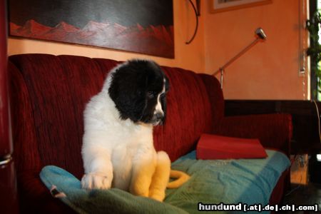 Landseer Hunde Foto 46005 in höherer Auflösung ansehen Landseer Maja von der Schwanenburg