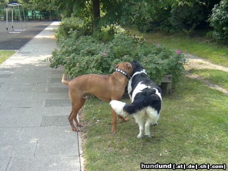 Landseer Hunde Foto 6244 Landseer Komm laß uns Unsinn treiben gehen...