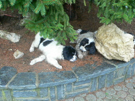 Landseer Hunde Foto 38351 in höherer Auflösung ansehen Landseer Eine kleine Pause.