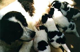 Landseer Hunde Foto 2080 in höherer Auflösung ansehen Landseer Nuckel