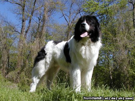 Landseer Hunde Foto 21385 Landseer Europasieger , Deutscher Champion VDH