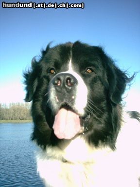 Landseer Hunde Foto 16826 Landseer Wir wünschen allen eine schöne und besinnliche Adventszeit